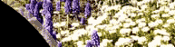 Photo of grape hyacinths