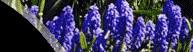 Photo of Grape Hyacinths
